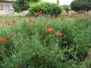 Mohn im Schwesternwohnheim