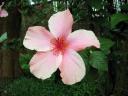 Hibiskus beim Nachbarn