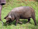 So ein Schwein!