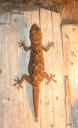 ein Gecko beim Dinner - also er, nicht wir!