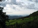 Teeplantage von Gisakura. Im Hintergrund der Kivu-See und die Demokratische Republik Kongo.