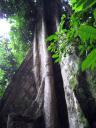 großer Baum
