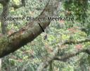 eine Silberne Diadem-Meerkatze!