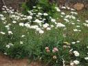 Blümchen im Garten