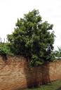 der Avocado-Baum der Nachbarn