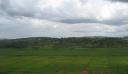 Rice plantation