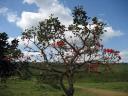 so ein schöner Baum