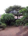 die namengebende Föhre vom Umbrella Pine