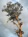 Baum im Zentrum Bethanie Kibuye