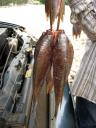 Fischer Fisch