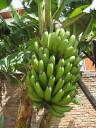 Unsere eigenen Bananen können geerntet werden!