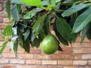 des Nachbarn Avocado