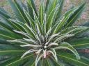 das huebsche Gewächs von oben gesehen