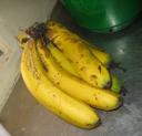 die Bananen sind reif!