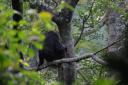 Schimpanse Nyungwe Nationalpark