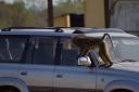 Pavian und unser Auto