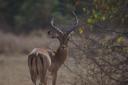 wunderschoenes Impala