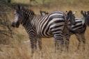 so viele Zebrastreifen!