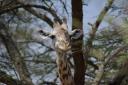 junge Massai Giraffe