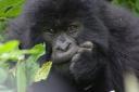 Gorilla maennlich vier Jahre