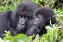 Mama Gorilla mit Jungem