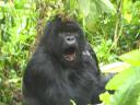 Silverback 23 Jahre