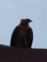 ein Falke?