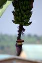 Bananenblüte und Bananen in meinem Garten