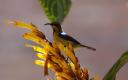 Nektarvogel in meinem Garten