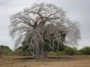 ein ziemlich alter Baobab in Kaole