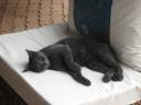 Stubenkater