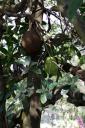 Jackfruit in Claudias Garten
