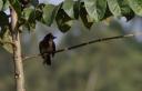 komischer Vogel