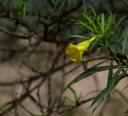 gelber Oleander