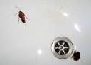 La Cucaracha mit Vergleichsabfluss