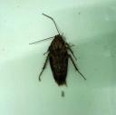 La Cucaracha in Lebensgröße (na gut ein bisschen größer aber nicht viel)