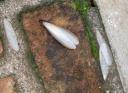 ein UFO mit Flügeln