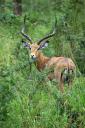 männliches Impala
