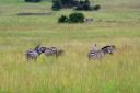 Zebras in der Savanne