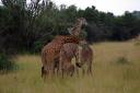 ein Giraffenknäuel im Akagerapark