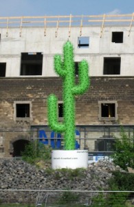 Kaktus in Köln
