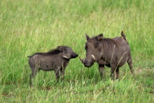 Warthogs