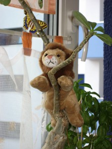 Tree climbing lion