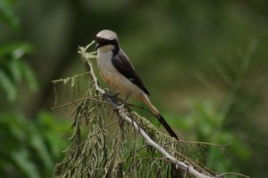 Grey backed Fiscal