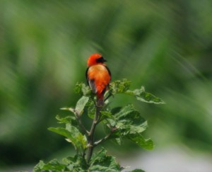 Southern Red Bishop