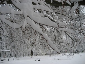 verschneite Bäume im Karlsruher Schlossgarten