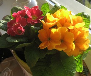 der Frühling kommt!