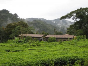 Nyungwe Lodge