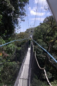Canopy Walk Nyungwe Nationalpark