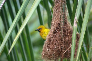 Webervogel im Garten des Musanto House in Gisenyi